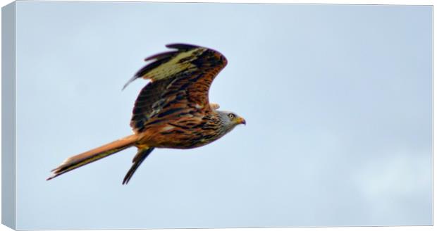 Red Kite Canvas Print by Andy Smith