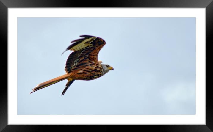 Red Kite Framed Mounted Print by Andy Smith