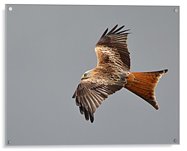 Red Kite Acrylic by Andy Smith