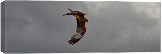 Galloway Red Kites Canvas Print by Andy Smith