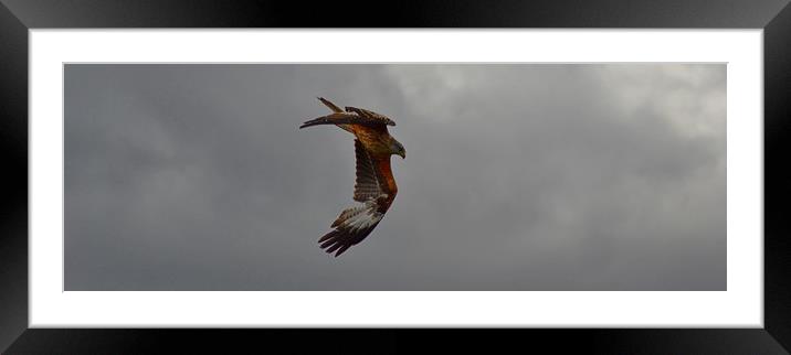 Galloway Red Kites Framed Mounted Print by Andy Smith