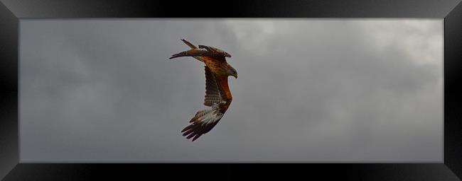 Galloway Red Kites Framed Print by Andy Smith