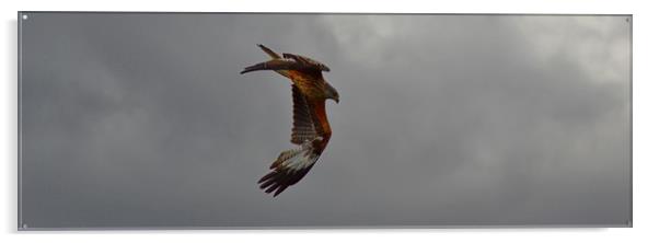 Galloway Red Kites Acrylic by Andy Smith
