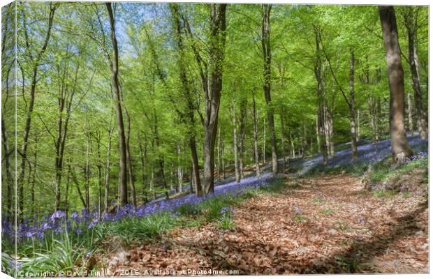 Down the Bluebell Path Canvas Print by David Tinsley