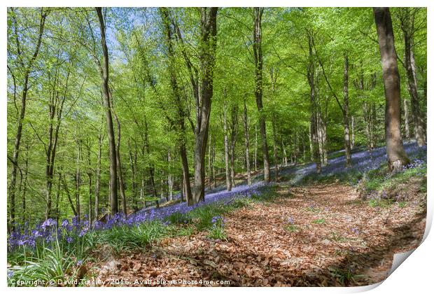 Down the Bluebell Path Print by David Tinsley