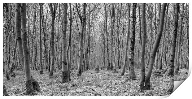 Woodland Birch Print by David Tinsley