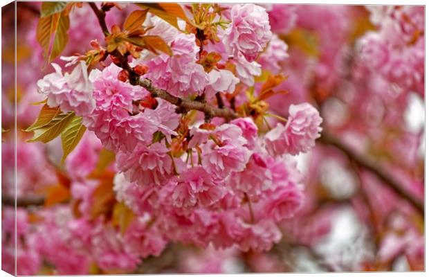 Flowering Pink Cherry Canvas Print by Sarah Ball