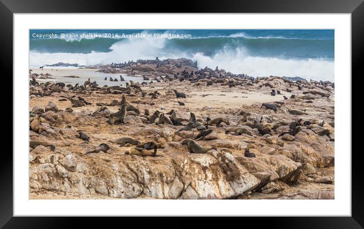 Fur Seals at Cape Cross Framed Mounted Print by colin chalkley