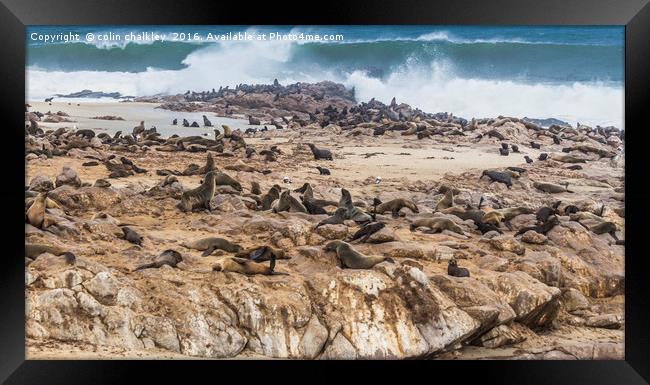 Fur Seals at Cape Cross Framed Print by colin chalkley