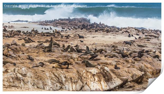 Fur Seals at Cape Cross Print by colin chalkley