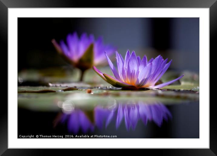 Waterlilies reflection Framed Mounted Print by Thomas Herzog