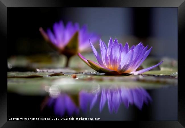 Waterlilies reflection Framed Print by Thomas Herzog