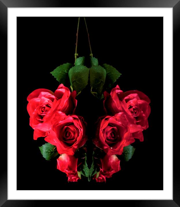 Love of roses  Framed Mounted Print by Jonathan Thirkell