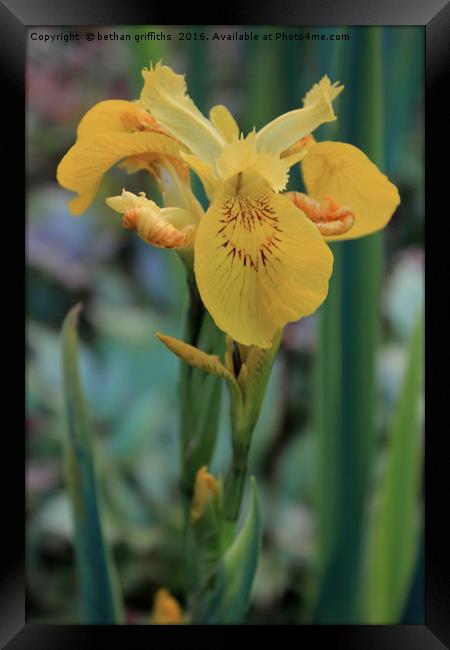 Yellow Iris Flower Framed Print by bethan griffiths