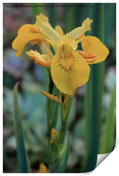 Yellow Iris Flower Print by bethan griffiths
