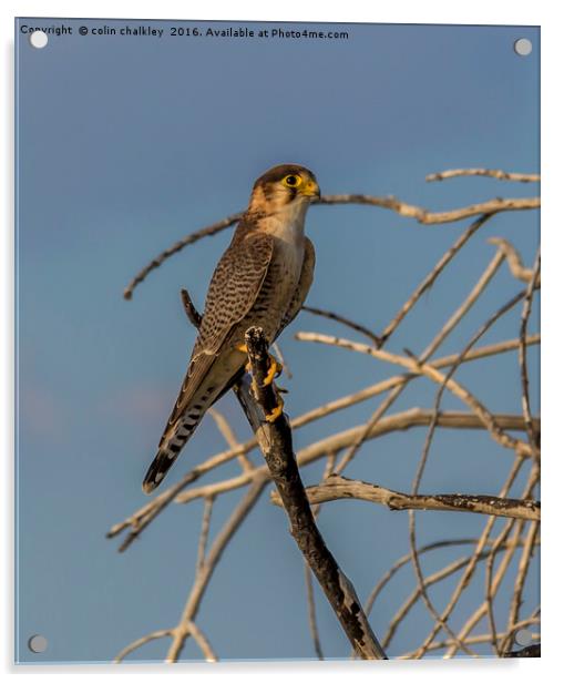 Lanner Falcon Acrylic by colin chalkley