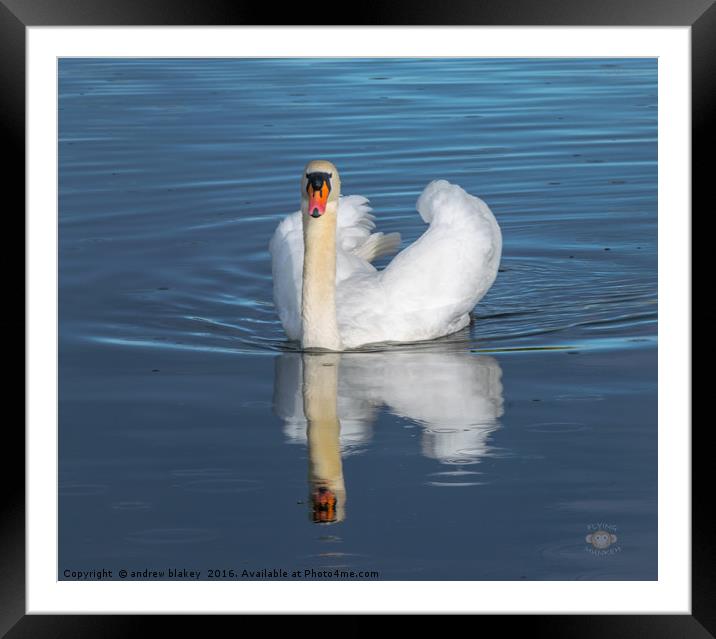 Swan in a rain shower Framed Mounted Print by andrew blakey