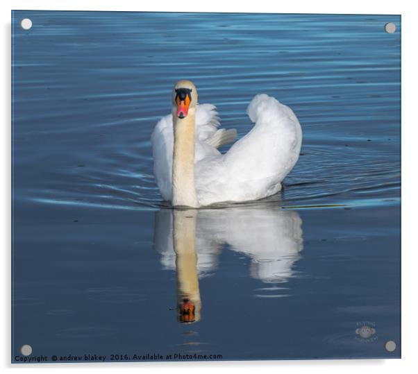 Swan in a rain shower Acrylic by andrew blakey