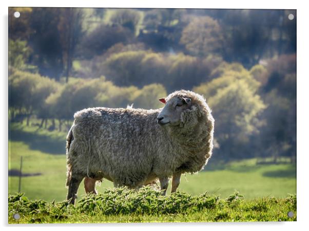 The Sheep Acrylic by Kim Slater
