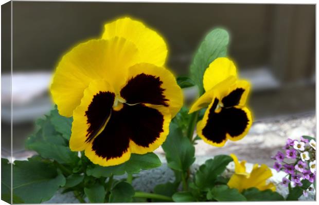 two yellow pansies Canvas Print by Marinela Feier