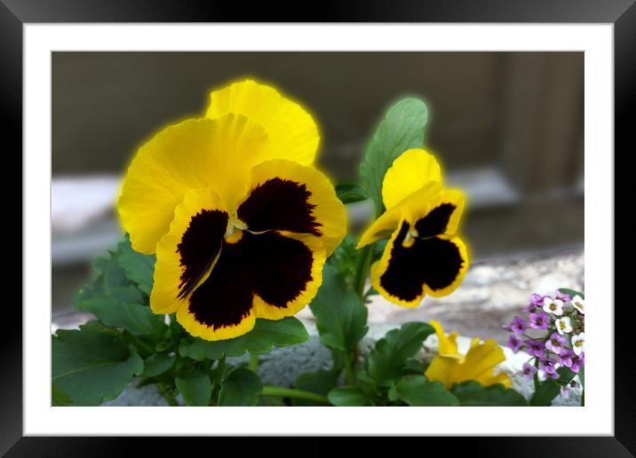 two yellow pansies Framed Mounted Print by Marinela Feier
