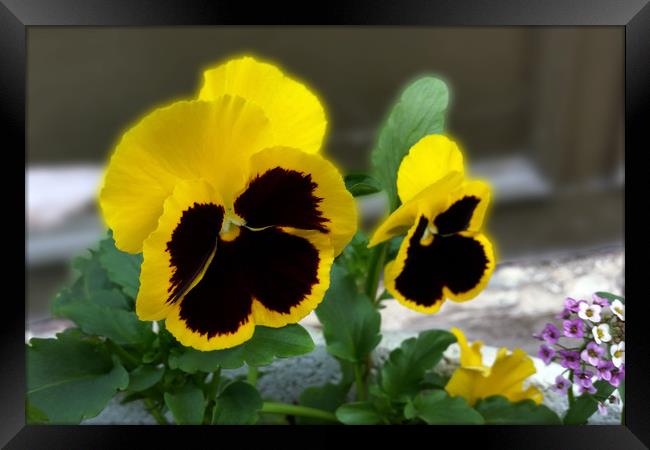 two yellow pansies Framed Print by Marinela Feier