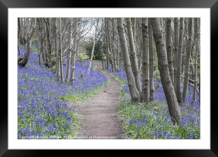 Bluebell Walk, Riverhill Himalayan Gardens Framed Mounted Print by Diane Griffiths