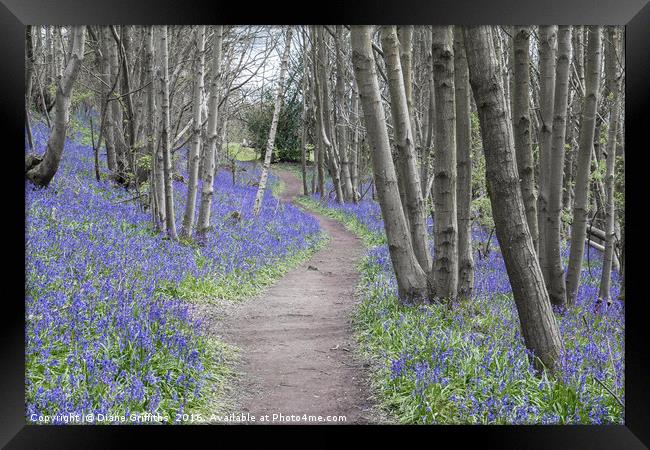 Bluebell Walk, Riverhill Himalayan Gardens Framed Print by Diane Griffiths