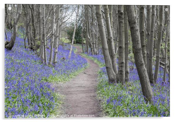 Bluebell Walk, Riverhill Himalayan Gardens Acrylic by Diane Griffiths