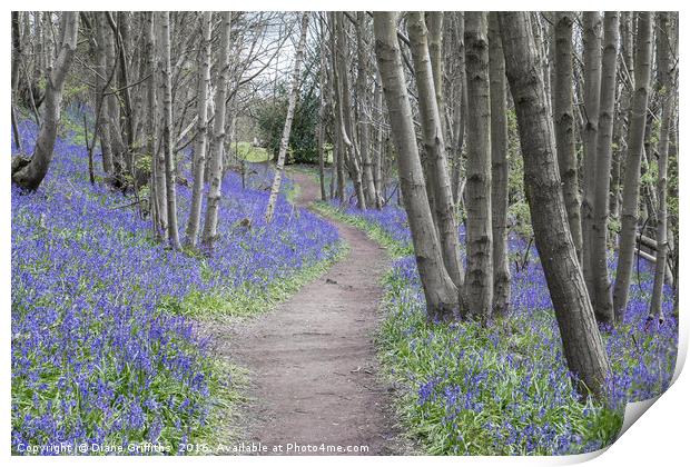 Bluebell Walk, Riverhill Himalayan Gardens Print by Diane Griffiths