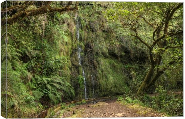 Madeiran Waterfall Canvas Print by Diana Mower