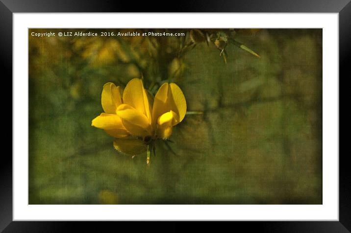 Gorse Flowers Framed Mounted Print by LIZ Alderdice