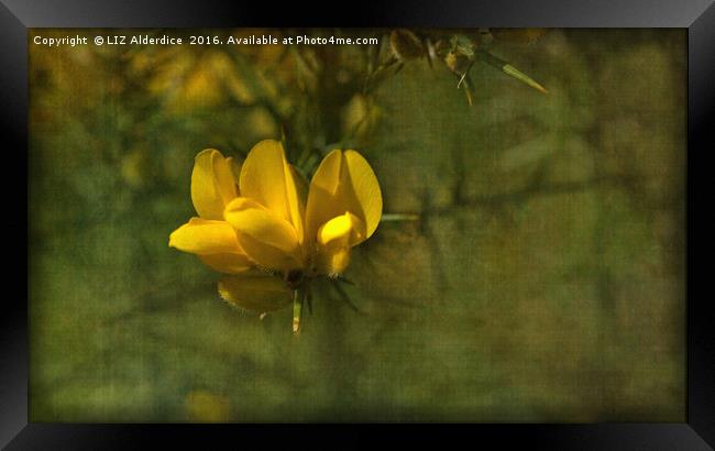 Gorse Flowers Framed Print by LIZ Alderdice