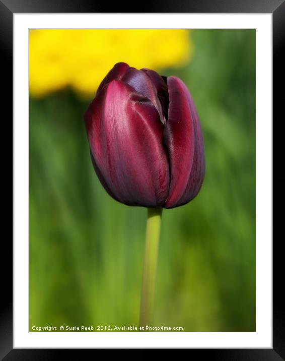 Black Tulip Framed Mounted Print by Susie Peek