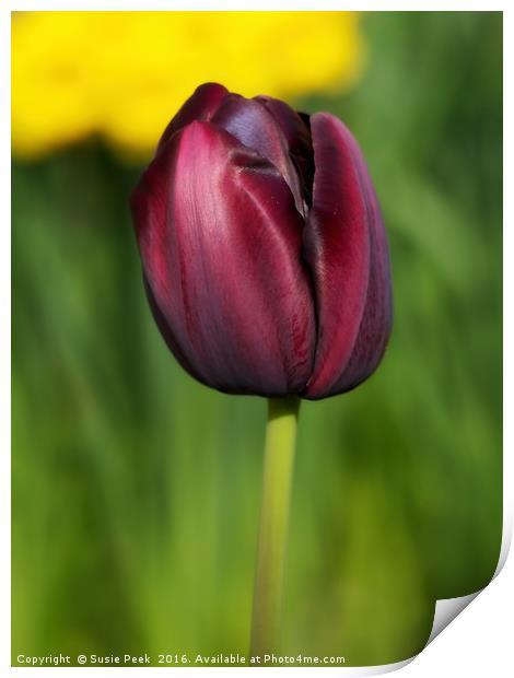 Black Tulip Print by Susie Peek