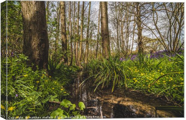 Spring At The Wooded Stream Canvas Print by matthew  mallett