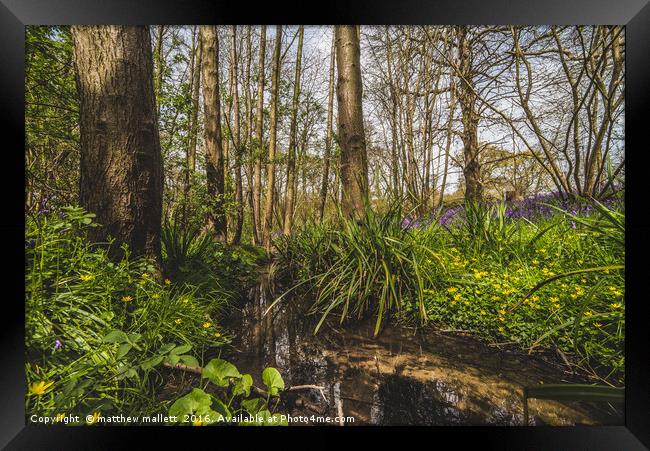 Spring At The Wooded Stream Framed Print by matthew  mallett