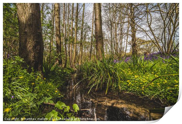 Spring At The Wooded Stream Print by matthew  mallett