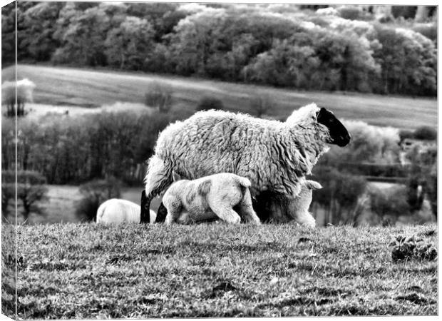 Feeding Time Canvas Print by Kim Slater