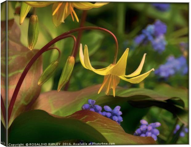 "TROUT LILY" Canvas Print by ROS RIDLEY