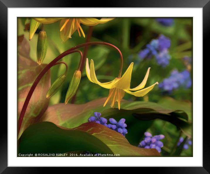 "TROUT LILY" Framed Mounted Print by ROS RIDLEY