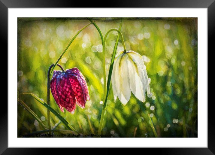 Delicate Spring Flowers on the Meadow Framed Mounted Print by Keith Douglas