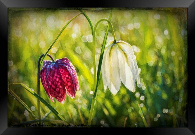 Delicate Spring Flowers on the Meadow Framed Print by Keith Douglas