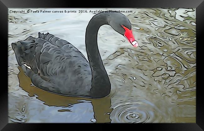 Black Swan at Dawlish Framed Print by Paula Palmer canvas