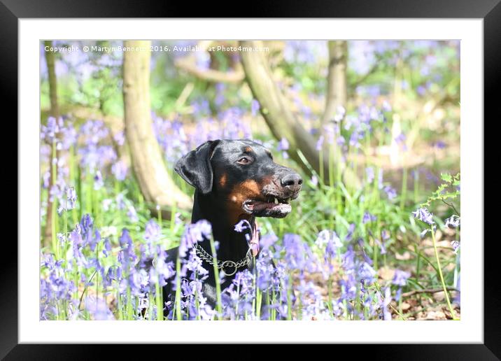 thelma in bluebells Framed Mounted Print by Martyn Bennett