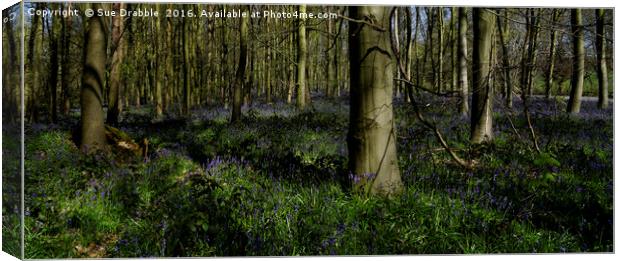 The Bluebells in Dukes Wood                        Canvas Print by Susan Cosier