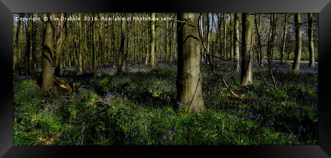 The Bluebells in Dukes Wood                        Framed Print by Susan Cosier