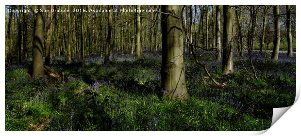 The Bluebells in Dukes Wood                        Print by Susan Cosier