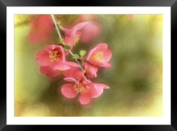 Pink Flowers with a Texture Framed Mounted Print by Sarah Ball