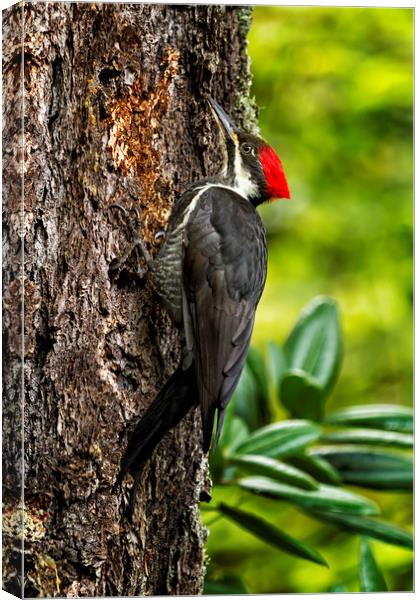 Female Pileated Woodpecker - No. 1 Canvas Print by Belinda Greb